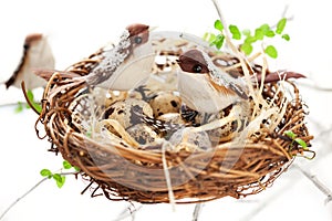 Birds and eggs in an Easter nest