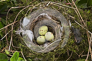 Birds eggs in a nest