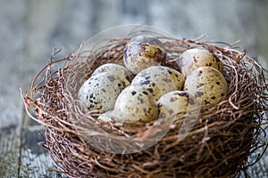 Birds eggs in nest, wooden background