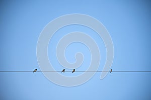 Birds on elecricity wire with blue sky