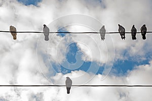 Birds on elecricity wires against blue sky. One bird outside the group. Concept of job vacancy. Business concept