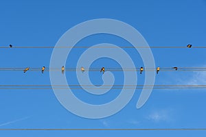 Birds on elecricity wires against sky