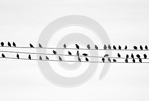 Birds on electic wire, isolated on white