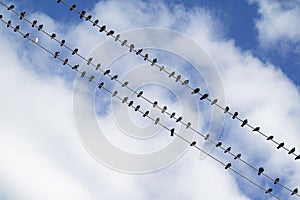 Birds on the electric wire