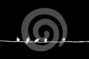 Birds on electric wire