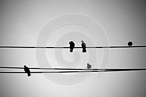 Birds on an electric wire