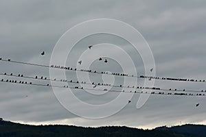 Birds on electric wires