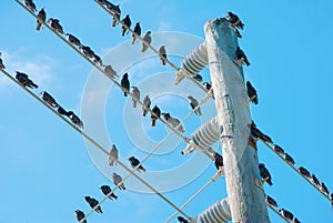 Birds on electrical wire