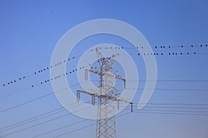 Birds on electricity wire near metal pylon against blue sky