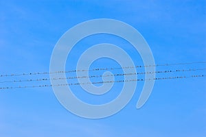 Birds on electricity wires