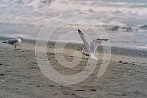 Birds enjoying beach life