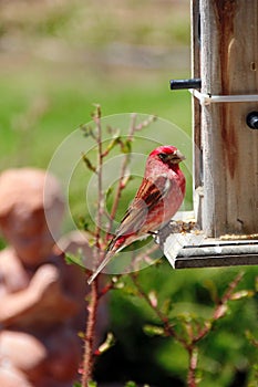 Red Crossbill at Feeder near Kenora photo