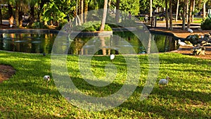 Birds in the Eola lake and park