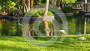 Birds in the Eola lake and park