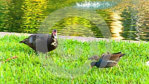 Birds in the Eola lake and park