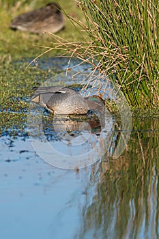 Birds - Eurasian Teal, Common Teal, Eurasian Green-winged Teal, Anas crecca