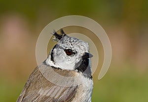 Birds of Europe and World - Crested Tit