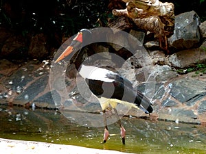 Birds exotic close up at Palmitos Park Maspalomas, Gran Canaria, Spain