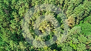 Birds eye aerial top view on wild forest area, green trees, pine forest background