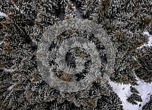 Birds eye, aerial view of forest covered with snow