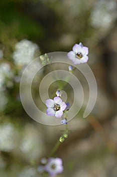 Birds eye gilia