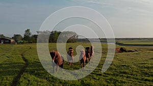 Birds eye view horses livestock grazing at sunset in farmland ranch in iceland meadow countryside. Drone view wild