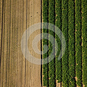 Birds eye view looking straight down at a crop field. The field has a divide with half of it green crop and half ploughed field