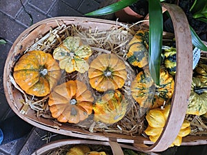 Birds Eye View of miniture pumpkins in a oval shaped basket photo