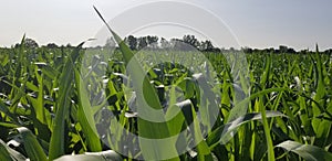 Birds Eye View of Summe Corn Field