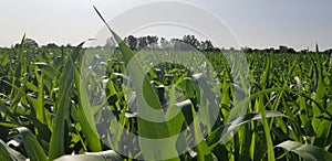 Birds Eye View of Summe Corn Field photo