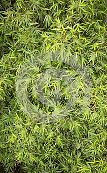 Birds eye view of a thick cluster of Bamboo (China)