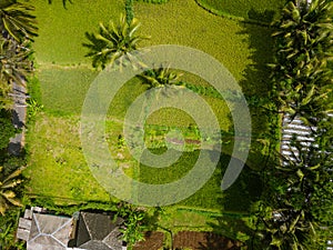 Birds eye view of vivid green rice terraces in the tropics photo