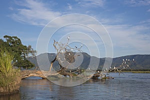 Birds on fallen tree in Zambezi river