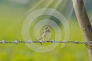 birds on farm barbed wire