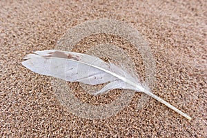 A birds feather on the beach