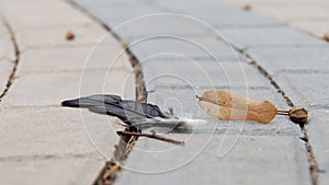 Birds feather and dry trees leaf are lying on tiled ground outdoors in autumn day