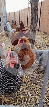 Birds of a feather flock together