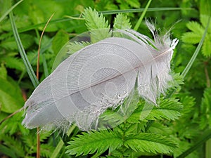 Birds feather on green grass, Lithuania