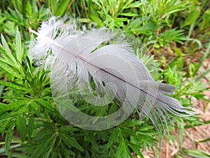 Birds feather on green grass, Lithuania