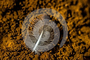 Birds feather on the ground