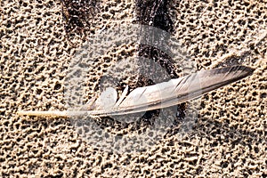 A birds feather lying on the sand of a beach surrounded by seaweed and seashells on a warm sunny day