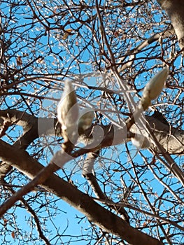 Birds, feather, pussy Willow life