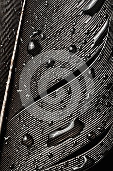 Birds feather with water drops, close-up.