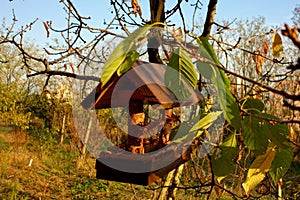 birds feeder in garden on the tree