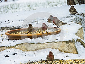 Birds at a feeder on the ground in the snow