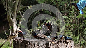 Birds at the Feeder, Superb Starling, Red-billed Hornbill, African Grey Hornbill, Group in flight, Tsavo Park in Kenya,