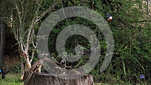 Birds at the Feeder, Superb Starling, Red-billed Hornbill, African Grey Hornbill, Group in flight, Tsavo Park in Kenya,