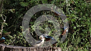 Birds at the Feeder, Superb Starling, Red-billed Hornbill, African Grey Hornbill, Group in flight, Tsavo Park in Kenya,
