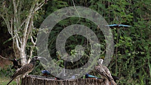 Birds at the Feeder, Superb Starling, Red-billed Hornbill, African Grey Hornbill, Group in flight, Tsavo Park in Kenya