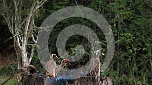 Birds at the Feeder, Superb Starling, Red-billed Hornbill, African Grey Hornbill, Group in flight, Tsavo Park in Kenya,